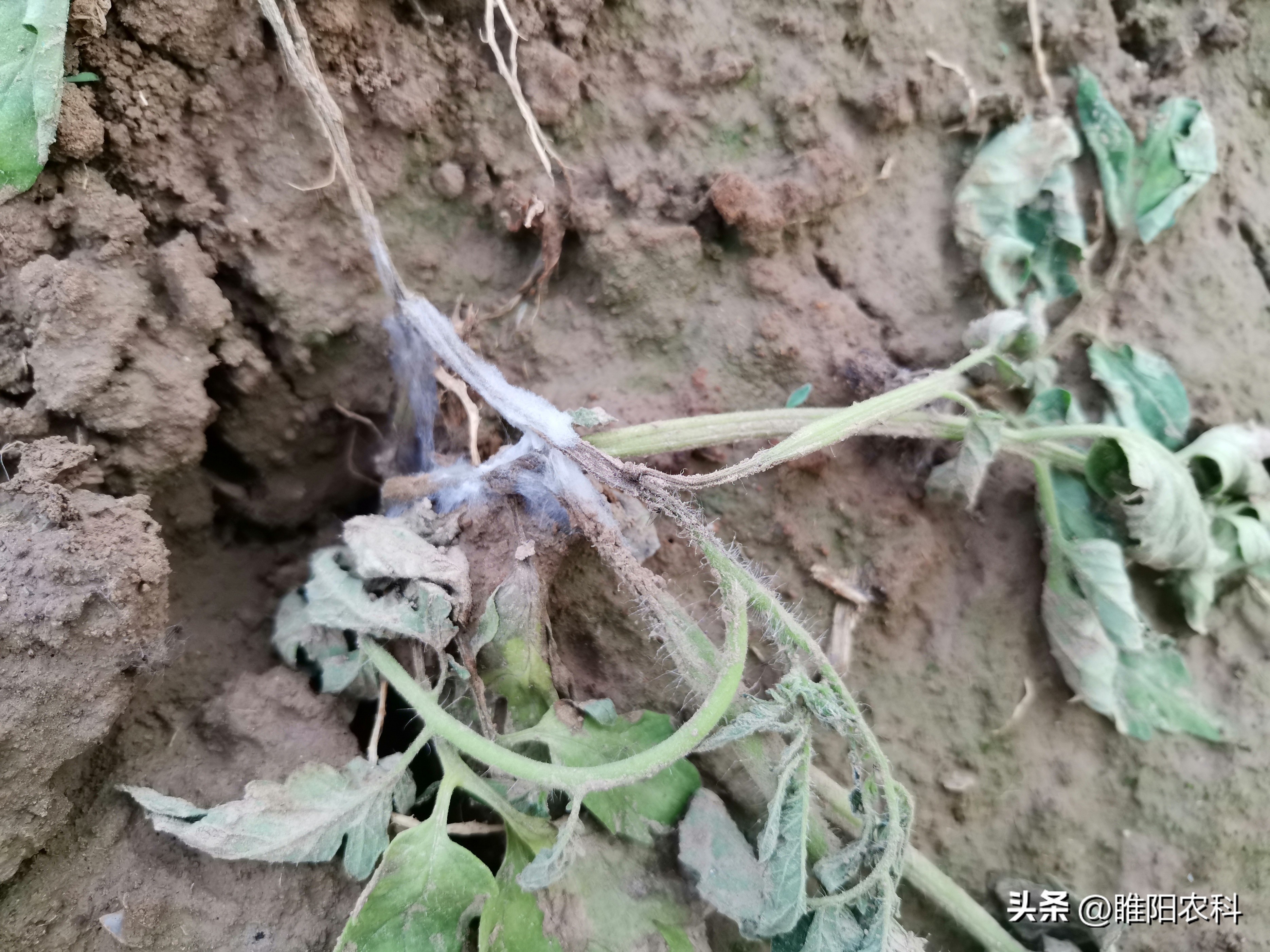 死苗烂根特效配方,蔬菜烂根用什么药治好