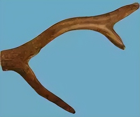 每天学习一味中药教学,中药鹿茸煎煮方法