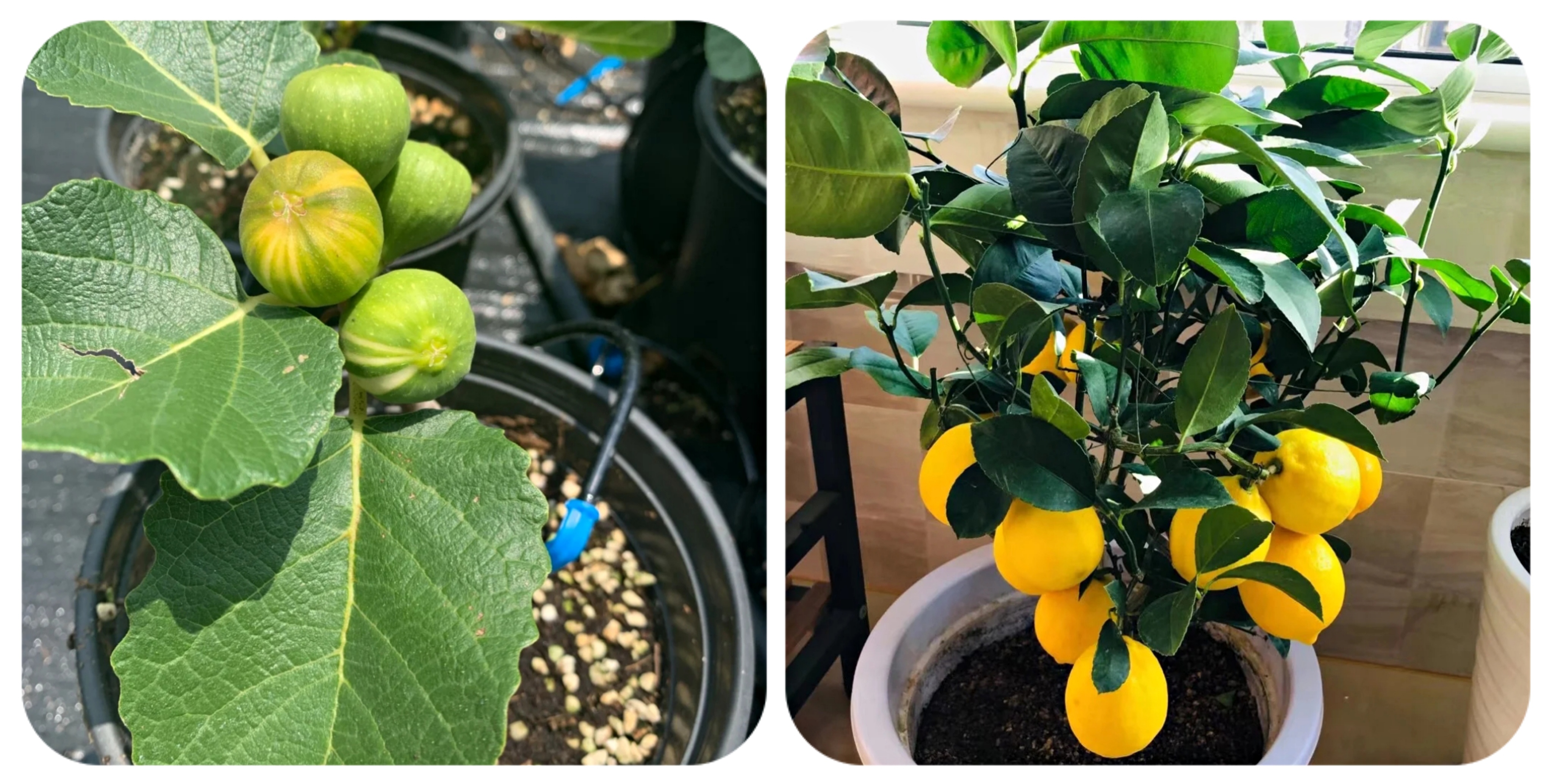 100种花能养在阳台上，50种开花的，40种绿植，10种蔬果