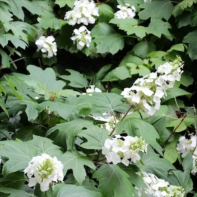 小庭院种植什么灌木好,适合阳台庭院灌木