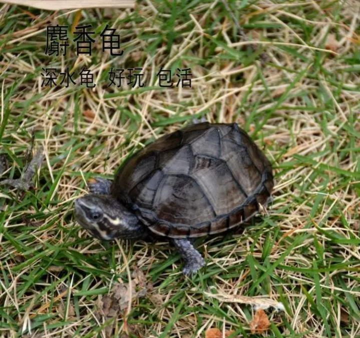 麝香类的龟哪个便宜,麝香龟哪个品种最便宜