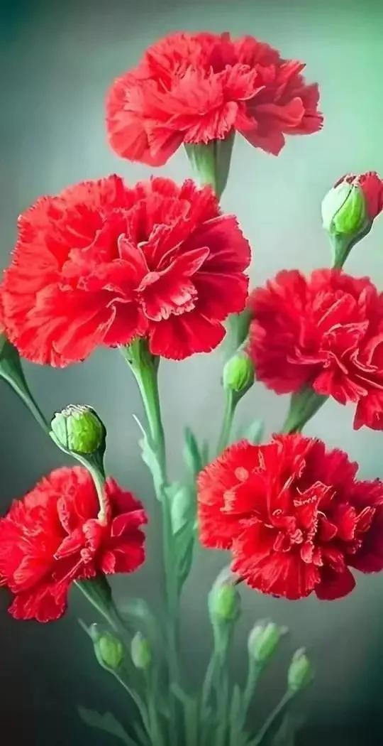 母亲节送给妈妈康乃馨的语录,康乃馨为妈妈们过母亲节