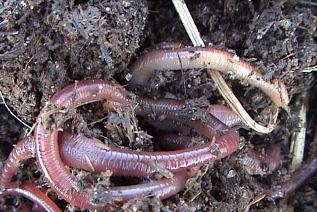 小伙养泥鳅年入百万,90后小伙养变异泥鳅