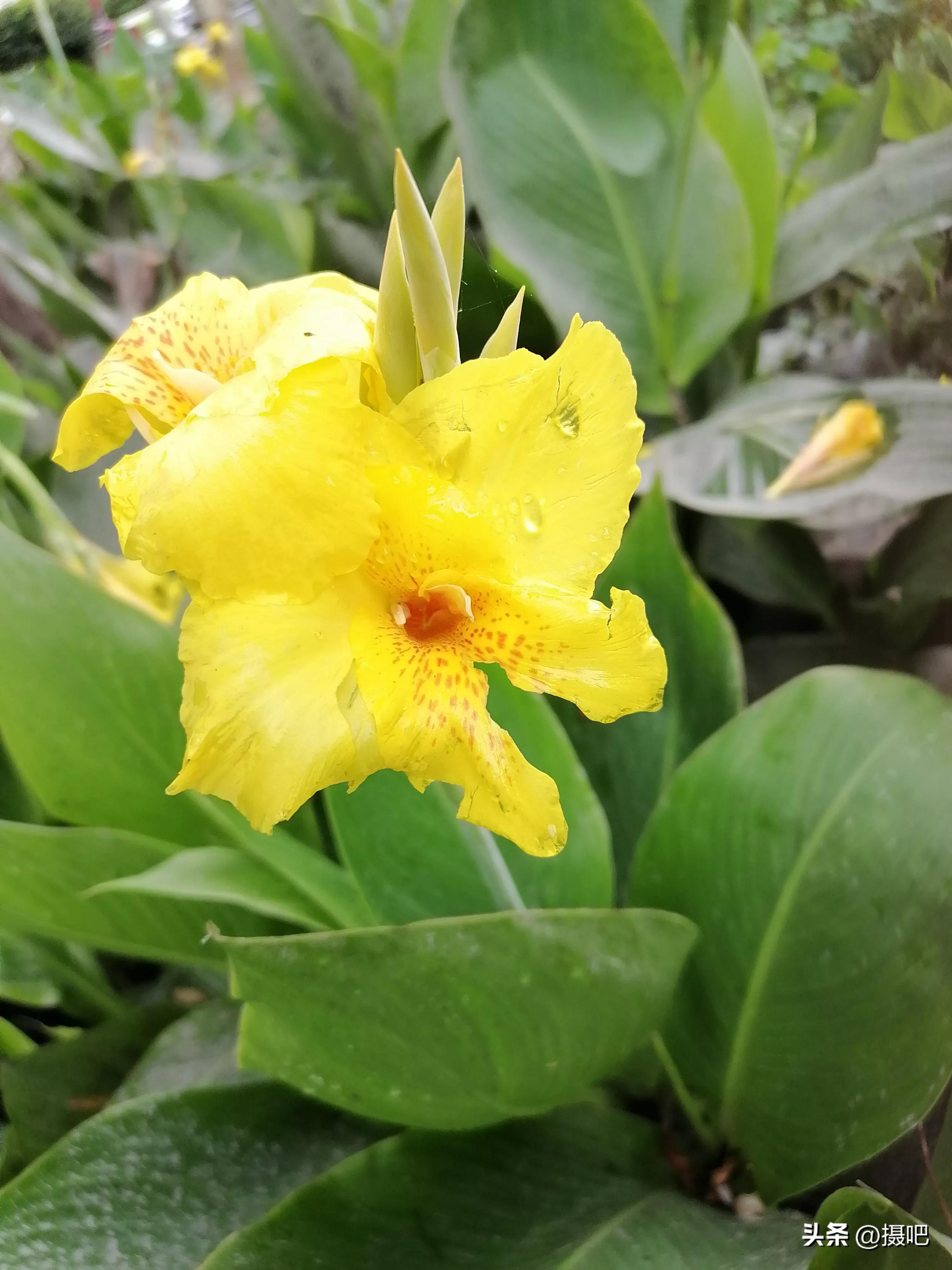 特大新鲜粽叶,大粽叶长在什么地方