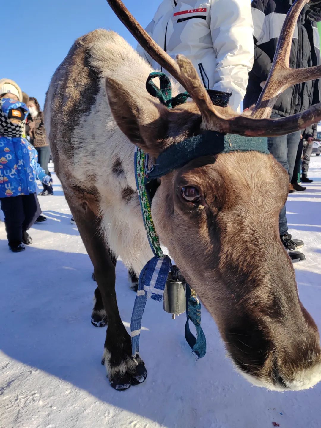 2022-2023年达斡尔冰钓季精彩集锦!