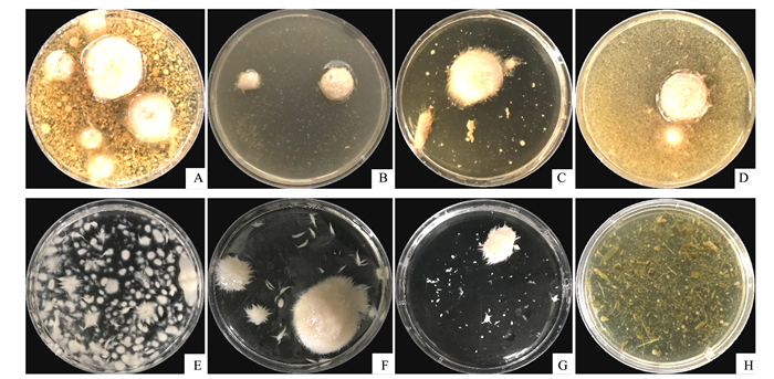 壳寡糖的促进生根作用,壳寡糖对免疫系统的调节作用