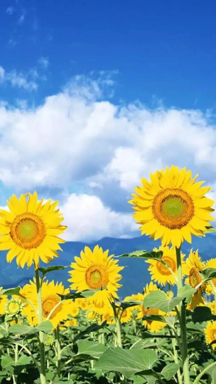 新年，贫富都要有“六种吉祥果”“六种吉祥花”，虎年虎虎生威