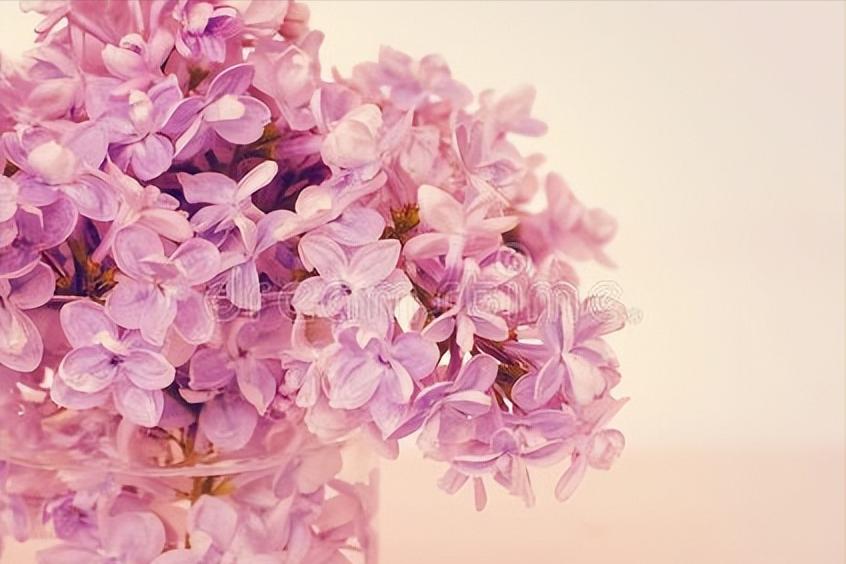 张爱玲的散文因为懂得所以慈悲,张爱玲谈慈悲因为懂得所以宽容