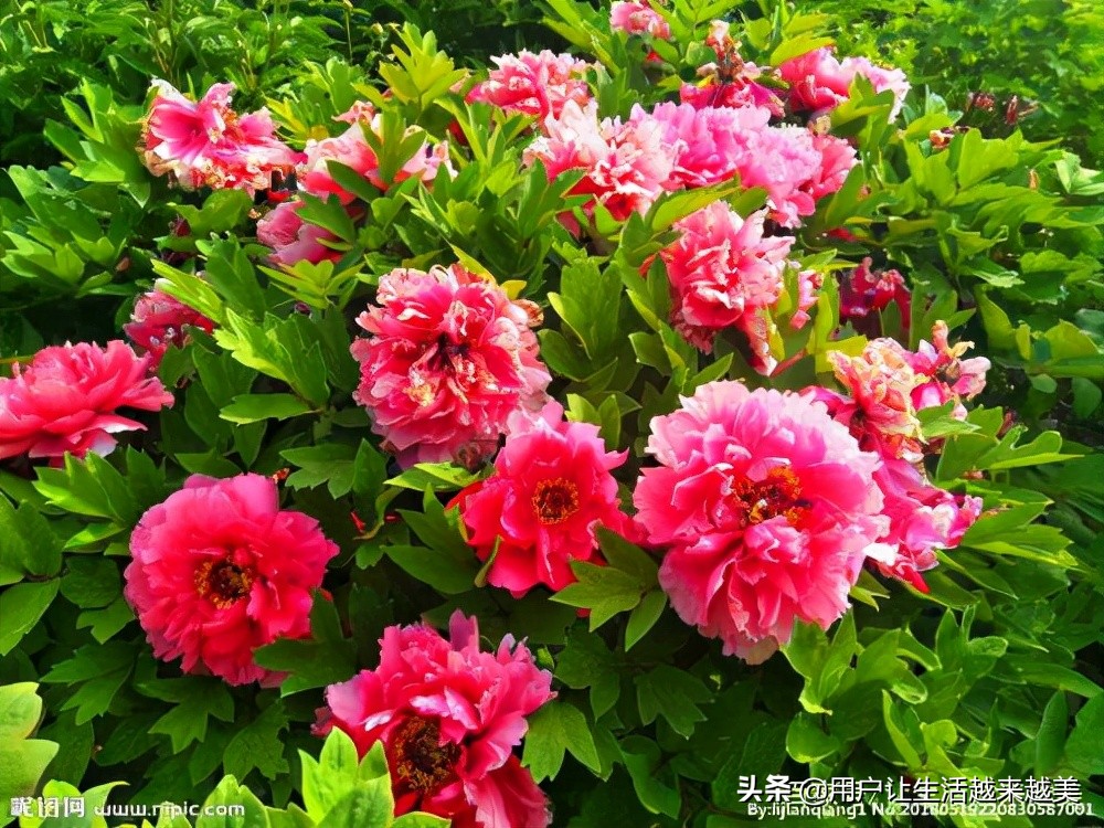 牡丹为什么被称为中国的国花,为什么牡丹能成为中国的国花