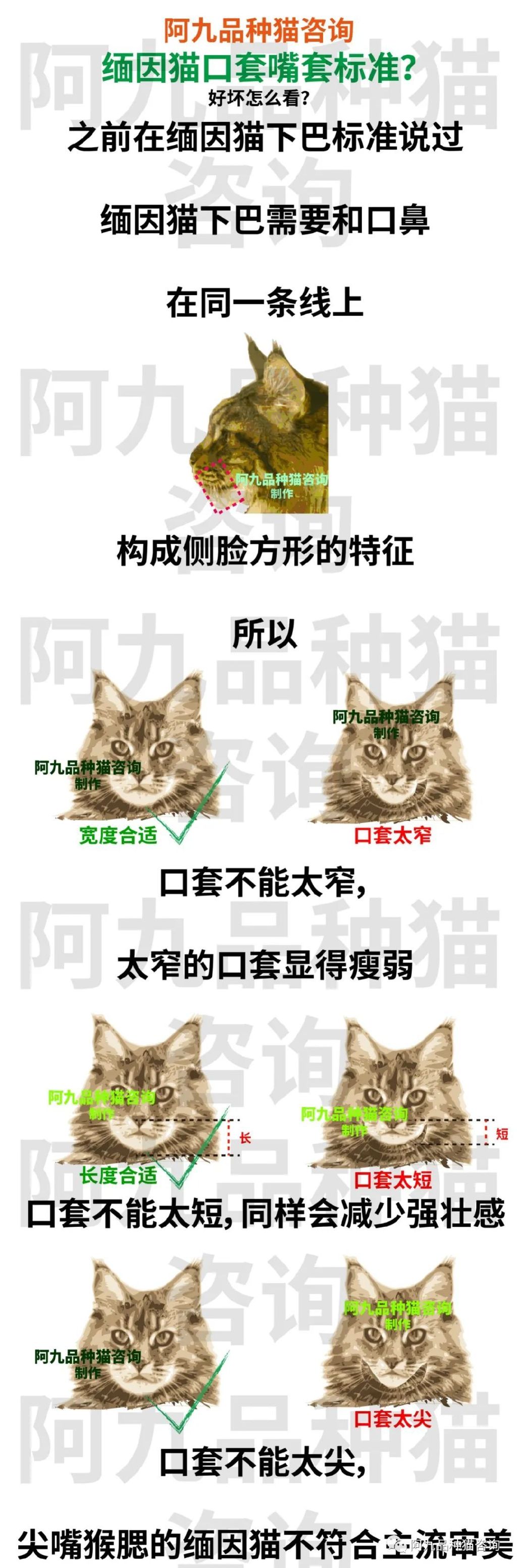 正宗缅因猫哪些颜色的贵,缅因猫品相极好的多少钱