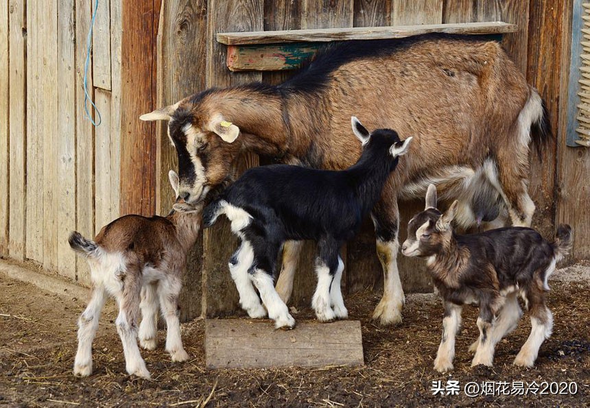 星源山羊生态养殖,高科技生态山羊养殖基地