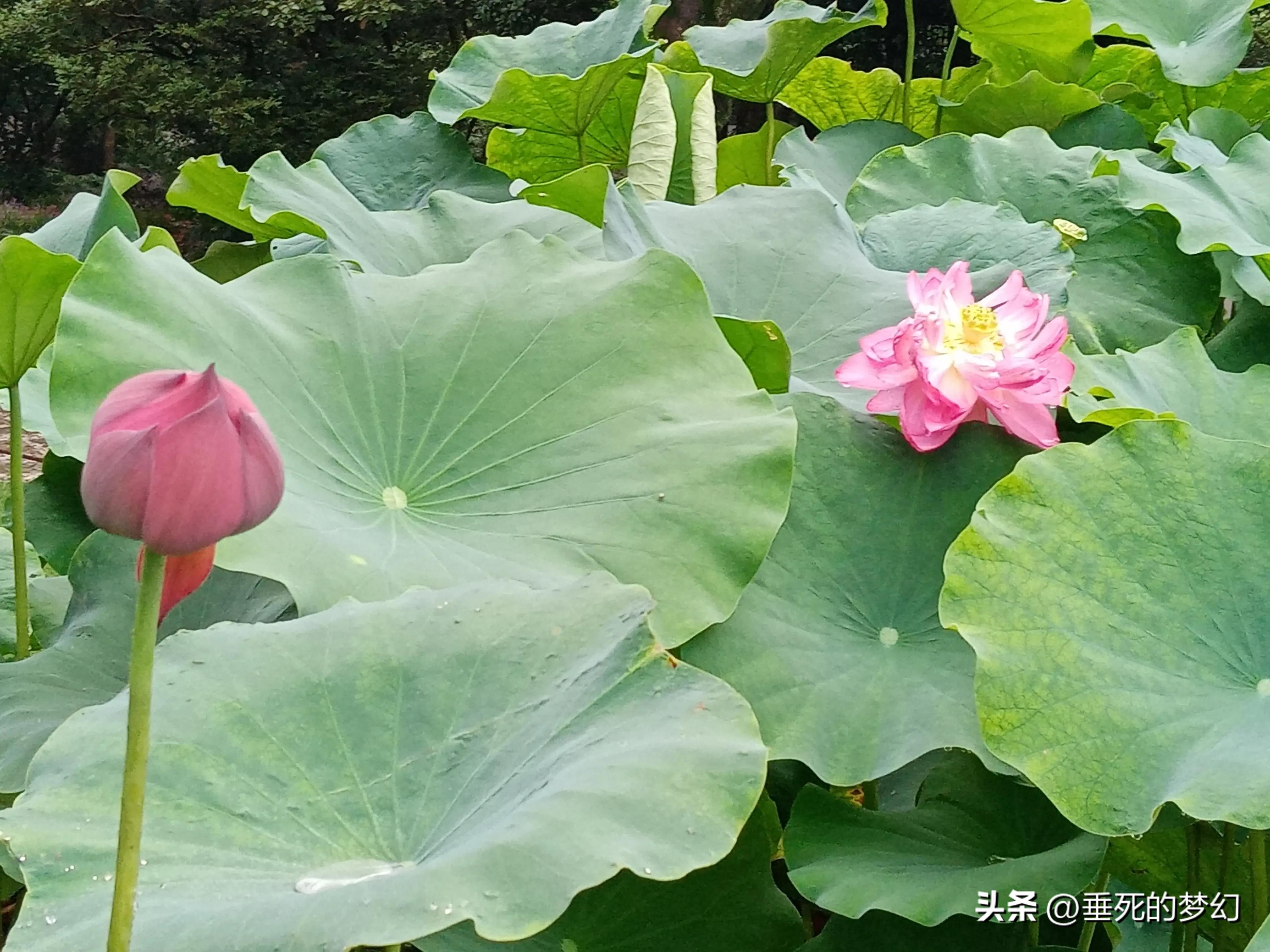 烟雨荷花情,荷花雨中