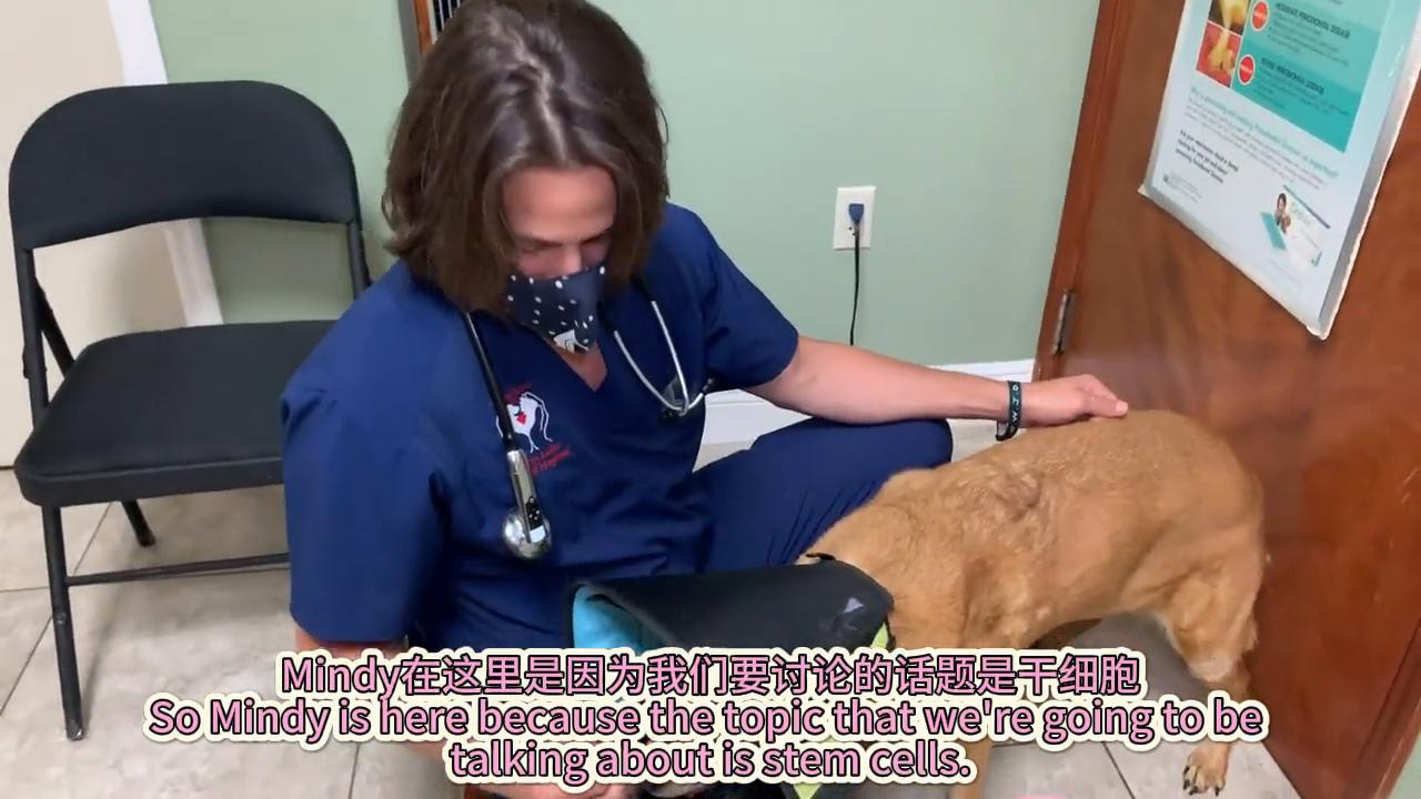 狗子韧带撕裂怎么食补,狗韧带撕裂保守治疗