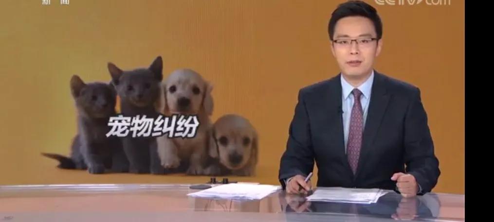 女子花十万元网购,女子花2300元买猫咪