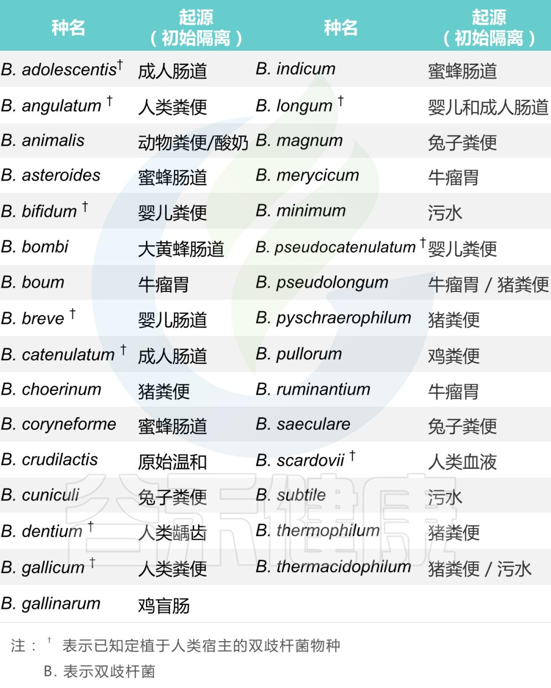 双歧杆菌属于肠道什么菌,双歧杆菌肠道功能会更好