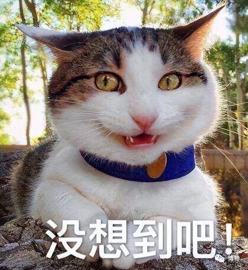 为什么黑猫比白猫活泼,为什么黑猫很活泼