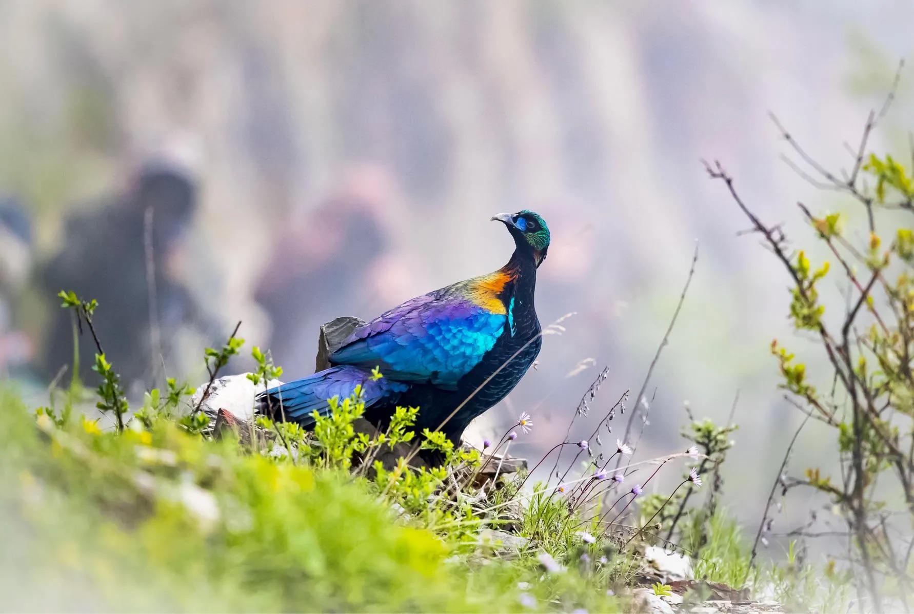 绿尾虹雉摄影,绿尾虹雉鹰鸡