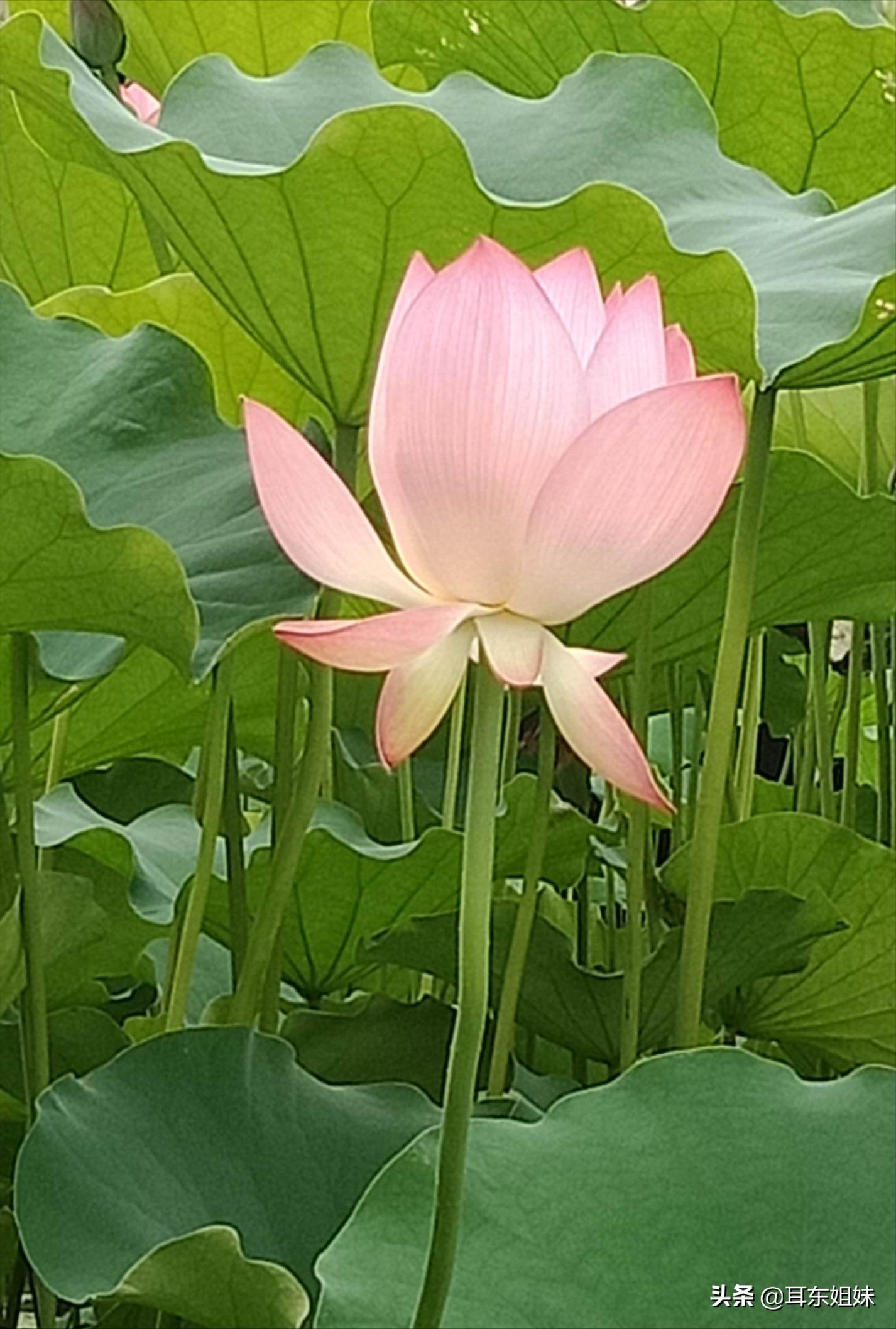 佛山公园里的荷花已悄然绽放,佛山人去旅游