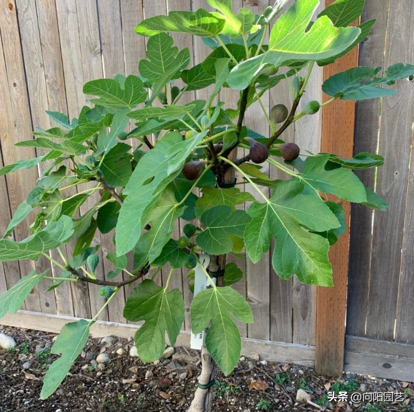 网上买果树苗哪里的假苗最多,网上买的果树苗是真是假