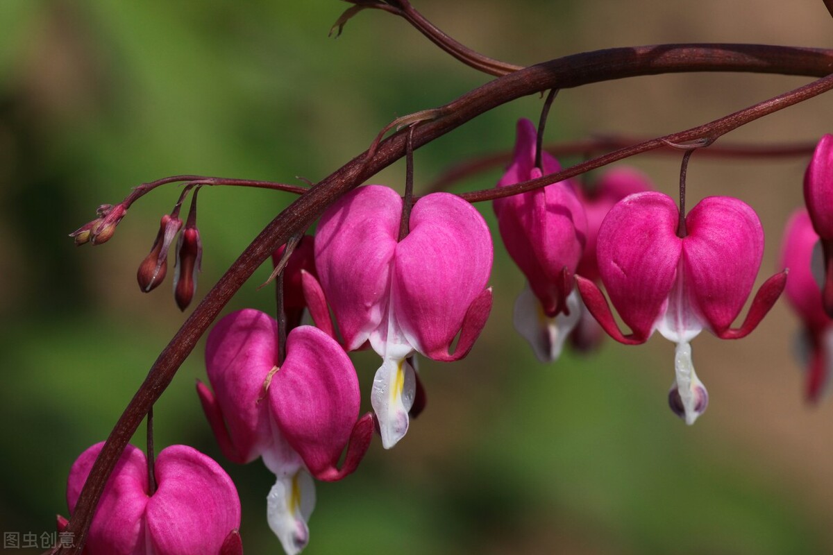 妇科乌鸡白凤丸的功效,乌鸡白凤丸养颜吗