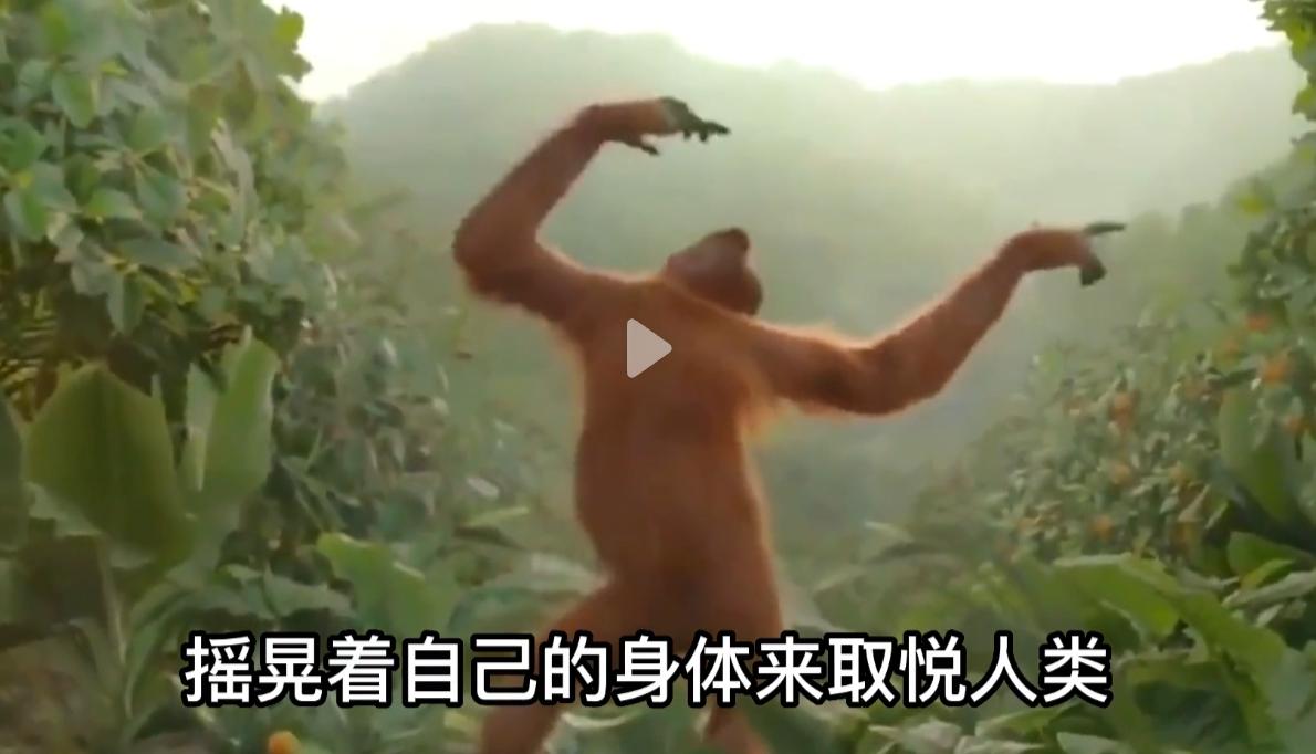 红毛猩猩被囚六年，培养成泄欲工具，身上溃烂也得接客