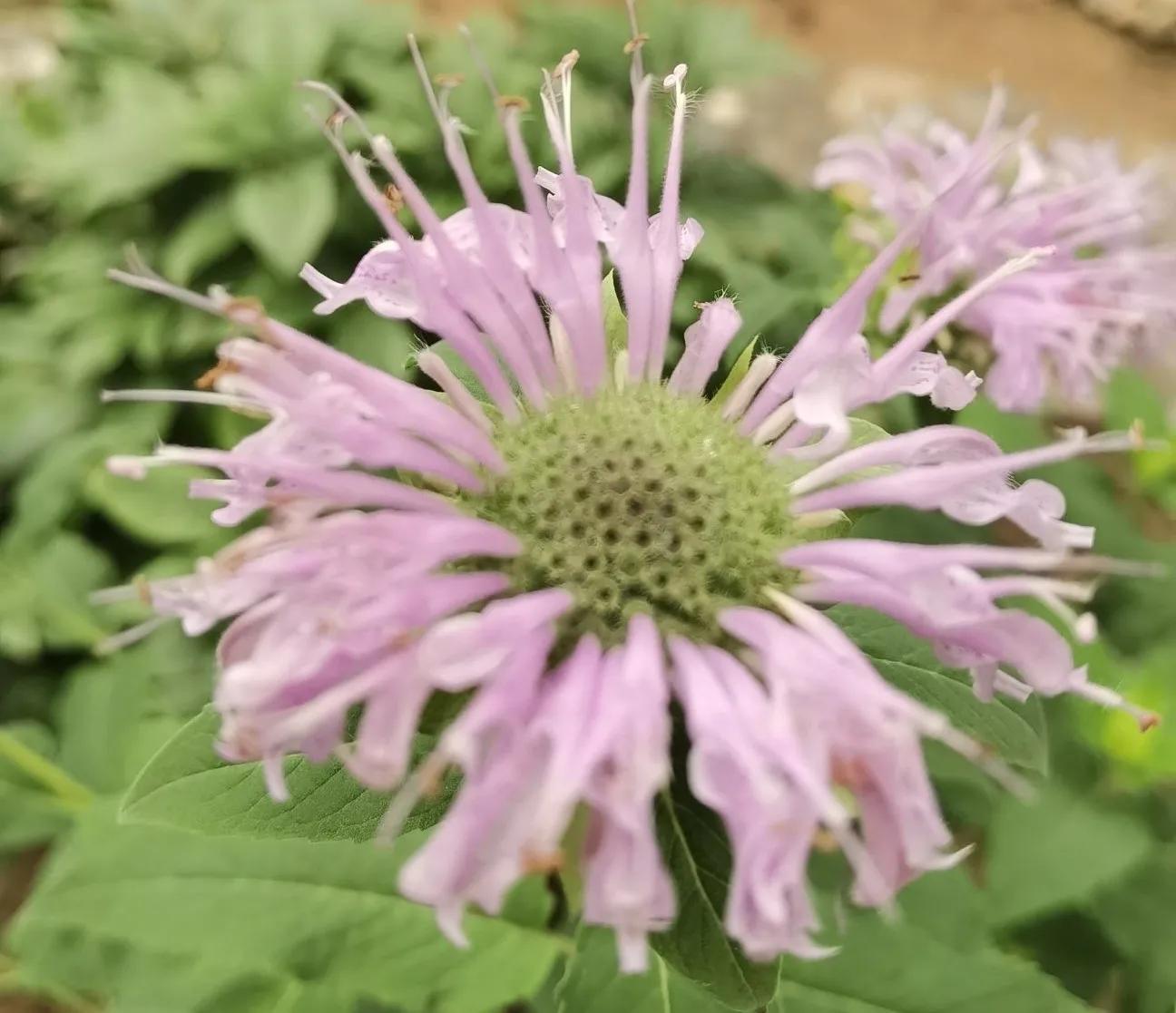 高温天气盼雨来,高温的炙烤