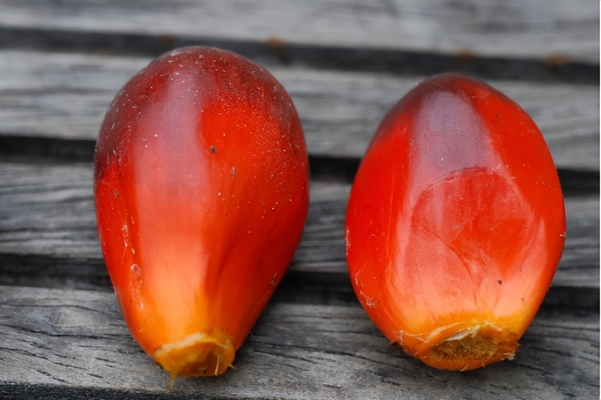 这种果子不常见，但用它做成的食用油，却是厨房用油中的“大佬”