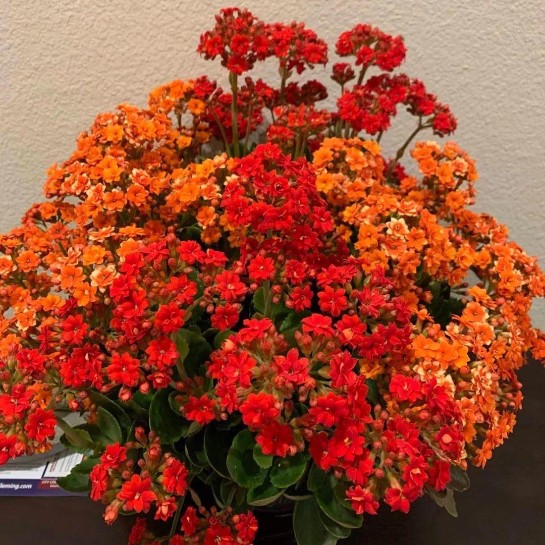 10种“吉利花”,“穷养”才能长大,越挤越壮实,越大越“旺家”