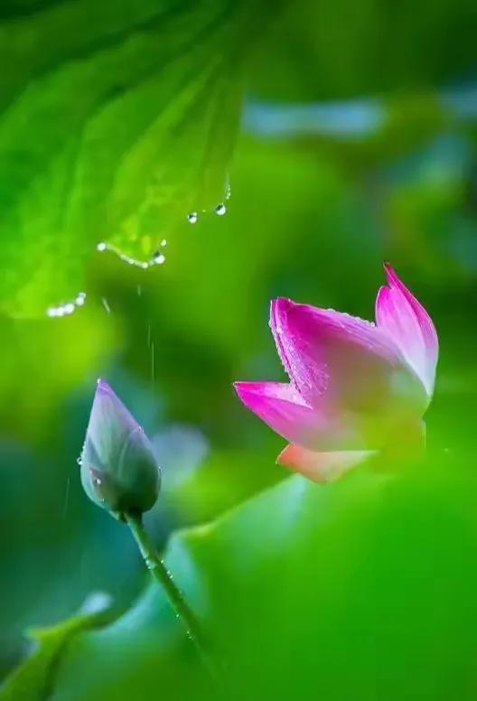 最美荷花古诗图片,诗词荷花图片大全