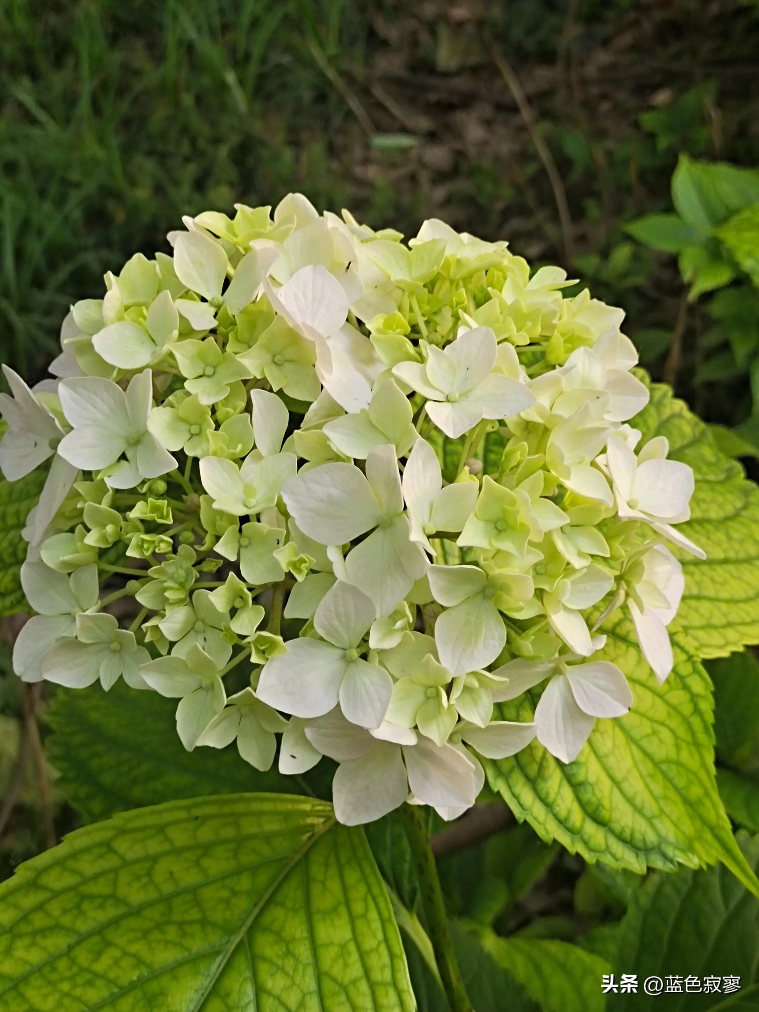 绣球花开洁白如玉令人赏心悦目,绣球花生如夏花