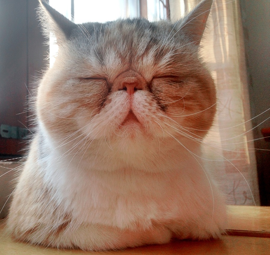 常见的18种宠物猫,性格、价钱和寿命一览