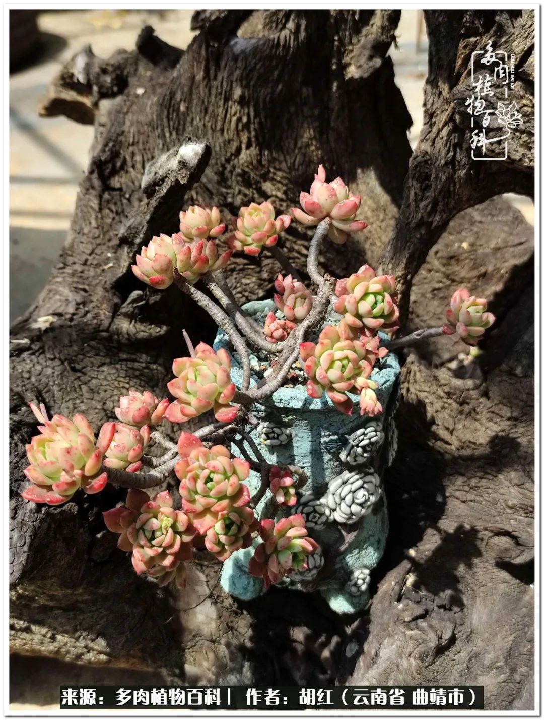 多肉植物里的糖,多肉生活的调味剂