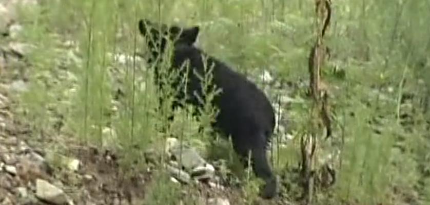 鏉戞皯鎹″埌榛戠唺骞煎唇濂冲効,杈藉畞鍐滃鎹″埌榛戠唺骞煎唇