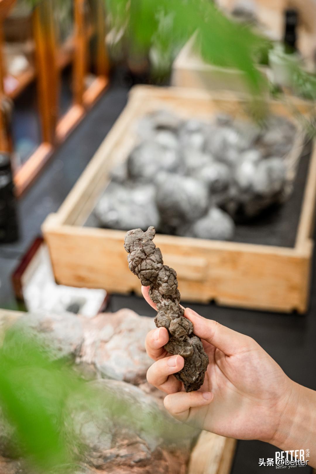 我在这家化石手作店，体验了一把「赌石」的快乐