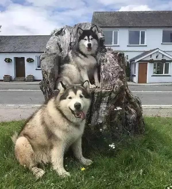 那些年被爷爷奶奶带大的宠物,爷爷奶奶养大的宠物治愈瞬间