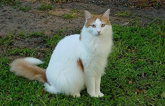 纯种猫咪有哪些颜色,纯种宠物猫有哪些品种