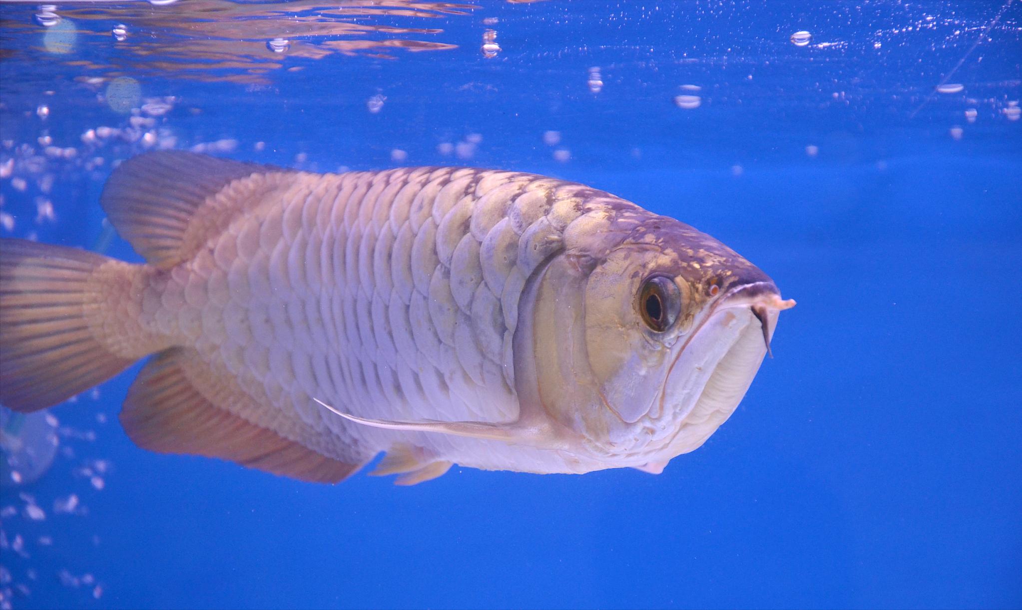 龙鱼沉底翻肚怎么急救,龙鱼撞缸趴缸的治疗方法