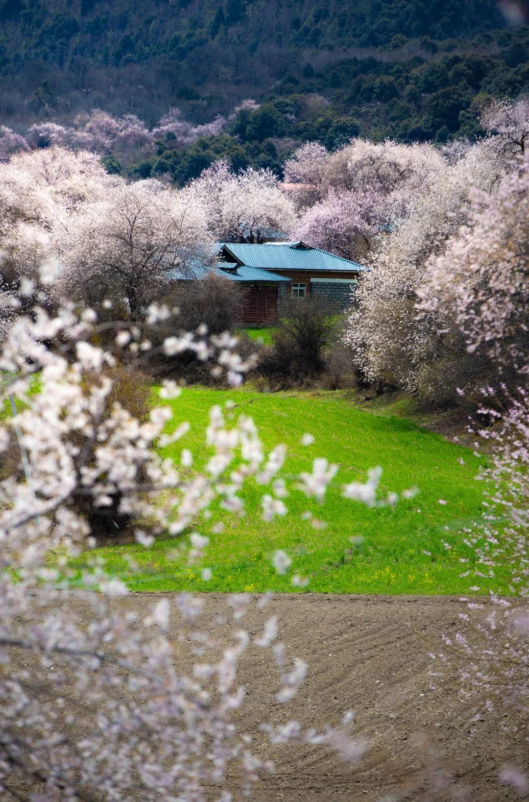 去林芝什么时间去最好,为什么要去西藏林芝看桃花