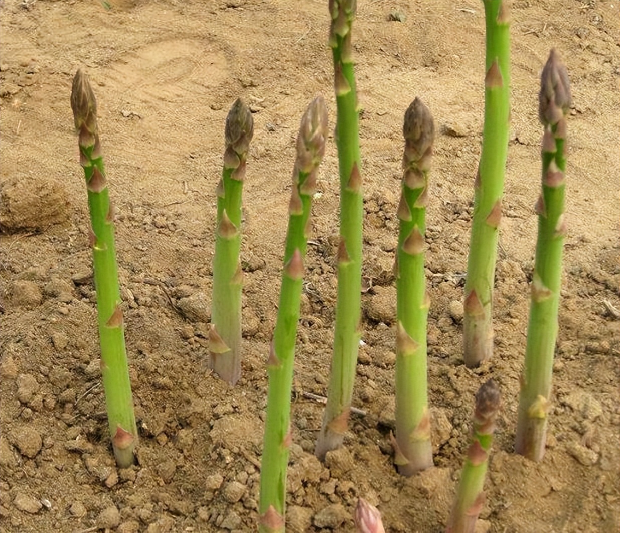 阳台种芦笋怎么养才能长得快,阳台适合栽什么样的芦笋