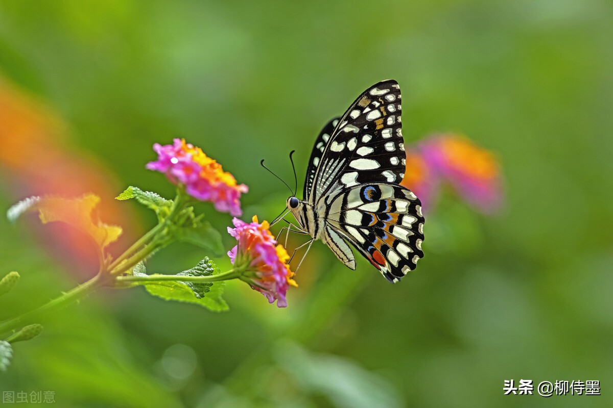 花朵唯美拍照,花朵如何拍摄唯美
