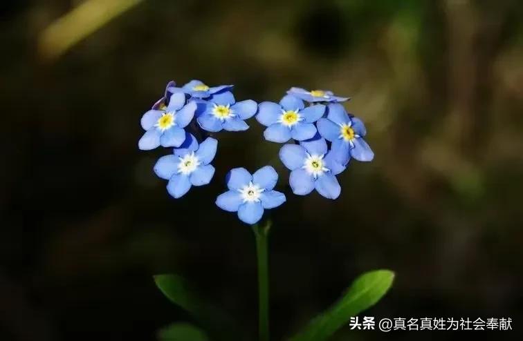 在某网店花了0.1元买了一盆花，还包邮，商家是如何赚钱的？