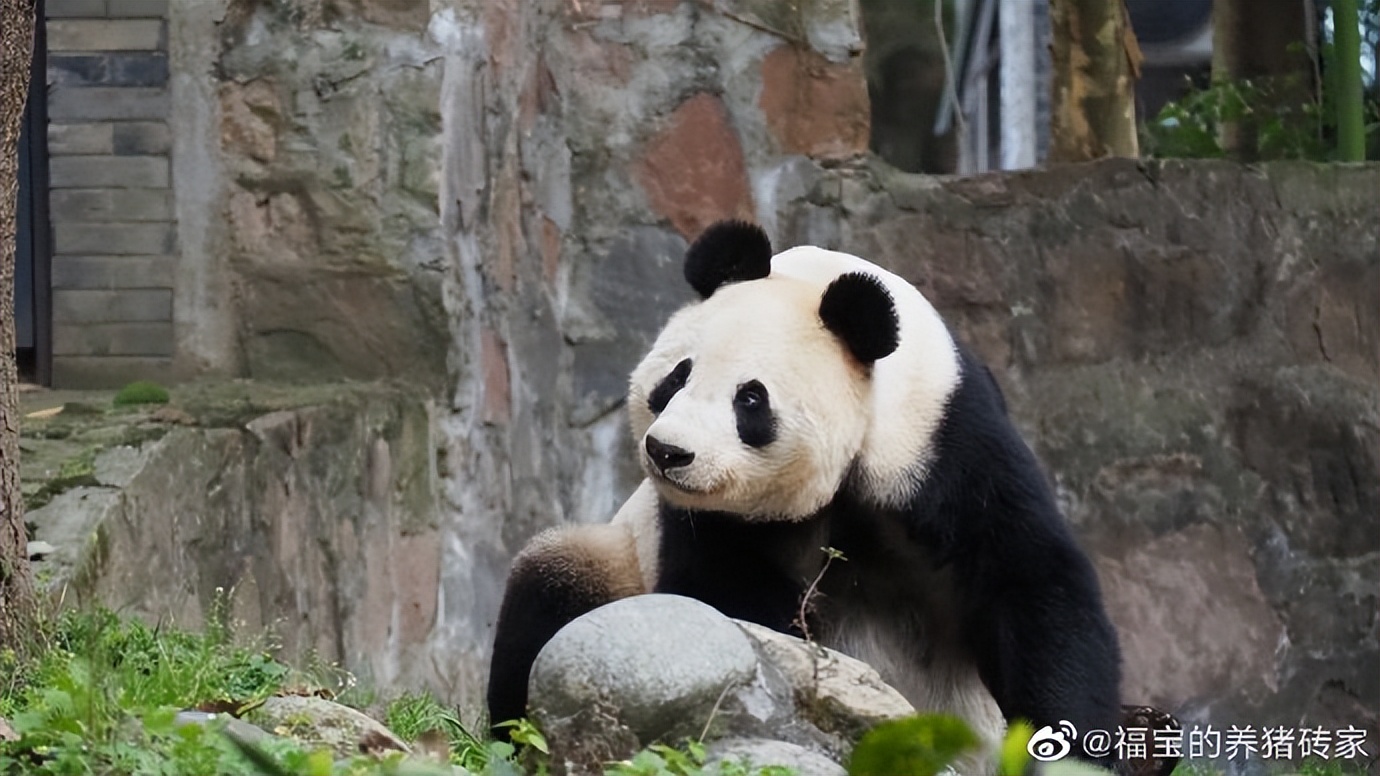 不高的高高和他不白的老婆白云——91年出生的童颜女神大熊猫白云