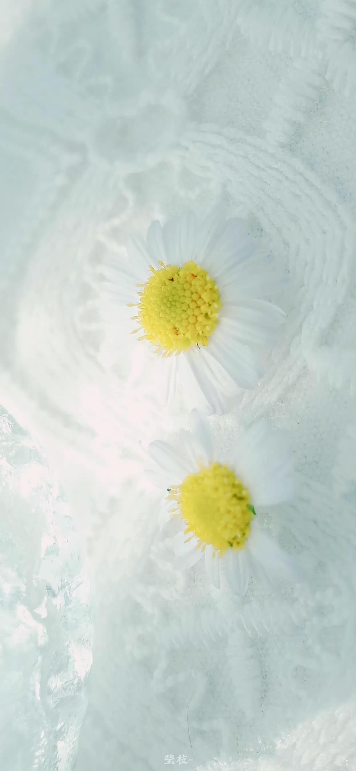 夏季清新凉快的壁纸高清,夏天一看就很凉爽的壁纸