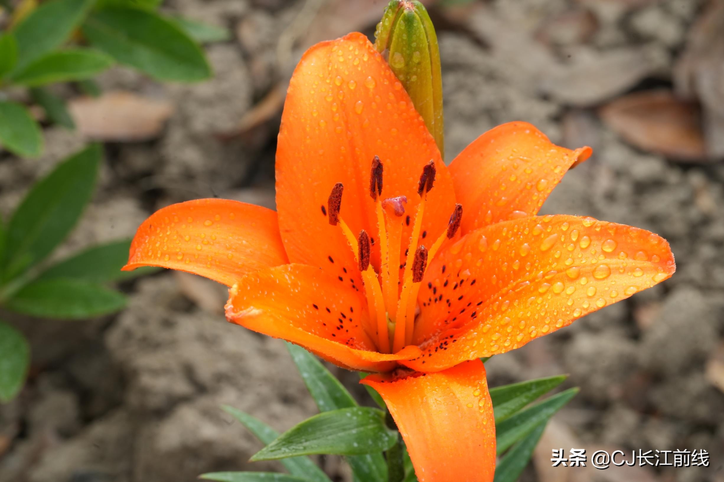 河南淮滨:乡政府旁的“樊家花园”(组图)