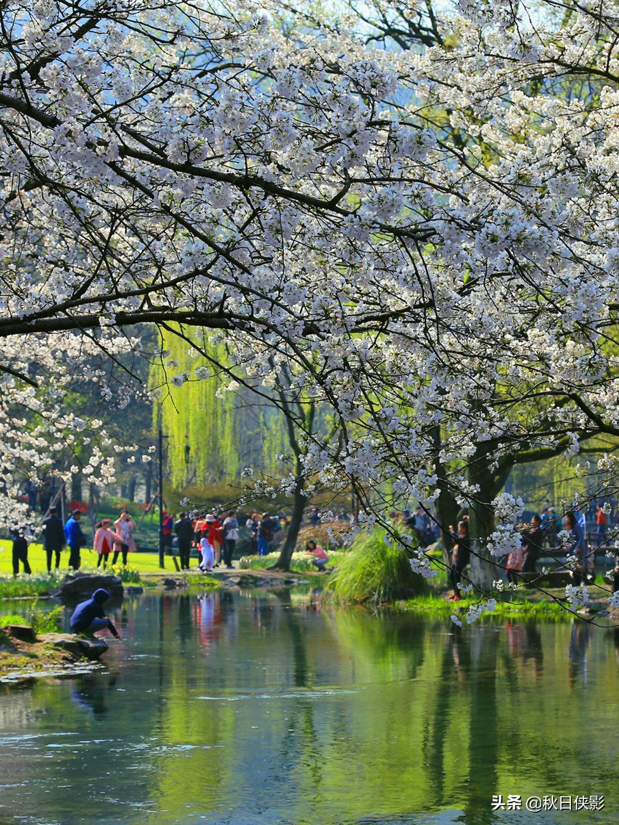 西湖的春天是旅行最美好的季节,走进西湖春天美景