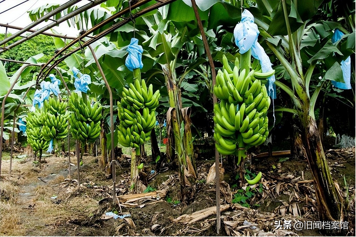 广东五岁女孩吃香蕉噎死事件,5岁小孩吃香蕉噎死了索赔视频