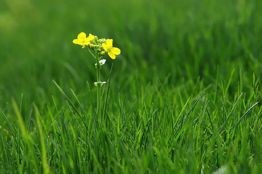 描写春天景色的简短语句或诗词,描写春天的景色的句子和诗句