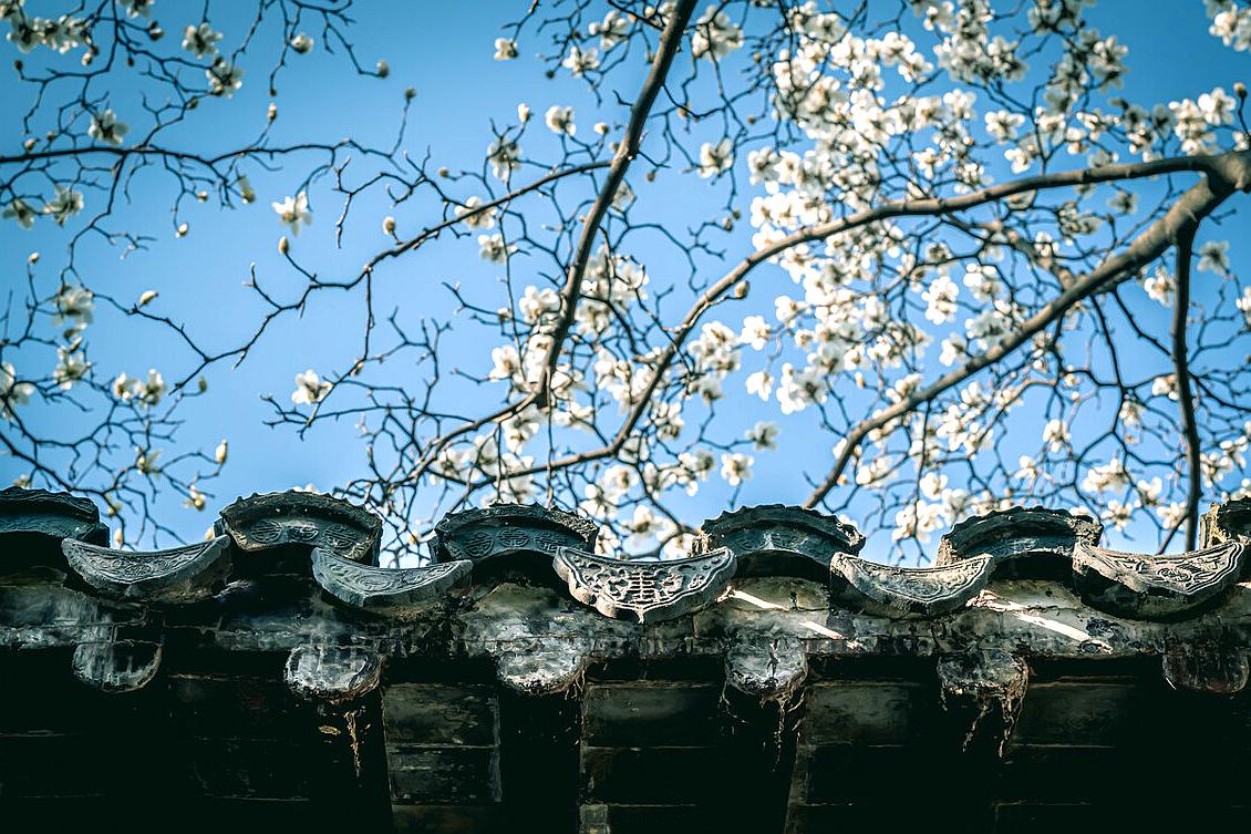 苏州旅游十大赏花景点,苏州赏花最佳景区排名