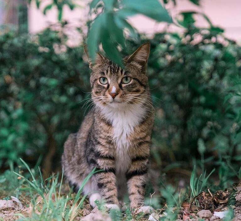 禁止养猫的十大建议,5种猫不能养已被列入禁养名单