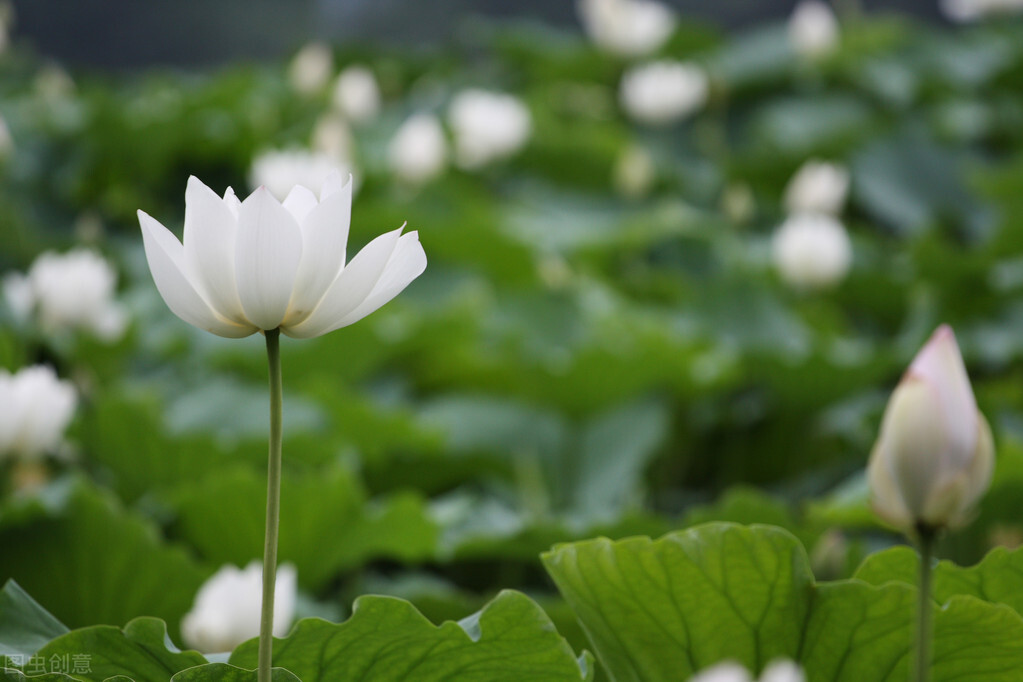 荷花图片禅意荷花,最美意境荷花图片大全